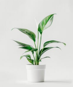 product 03