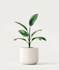 product 04