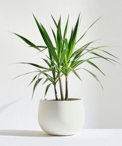 product 05