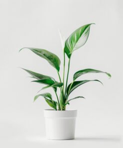product 06