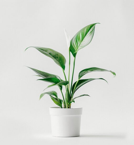 product 06